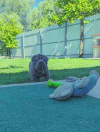 Shar Pei...    Bebê sharpei macho azul/cinza