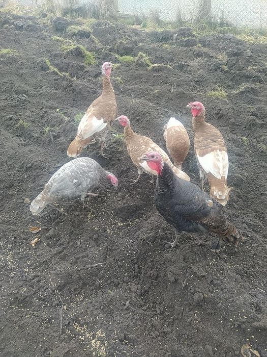 Indyki do dalszej hodowli