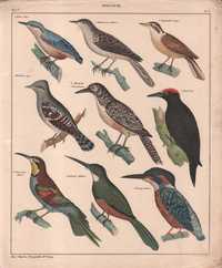 Ptaki. Dzięcioły. Efektowna litografia 1843 rok autentyk