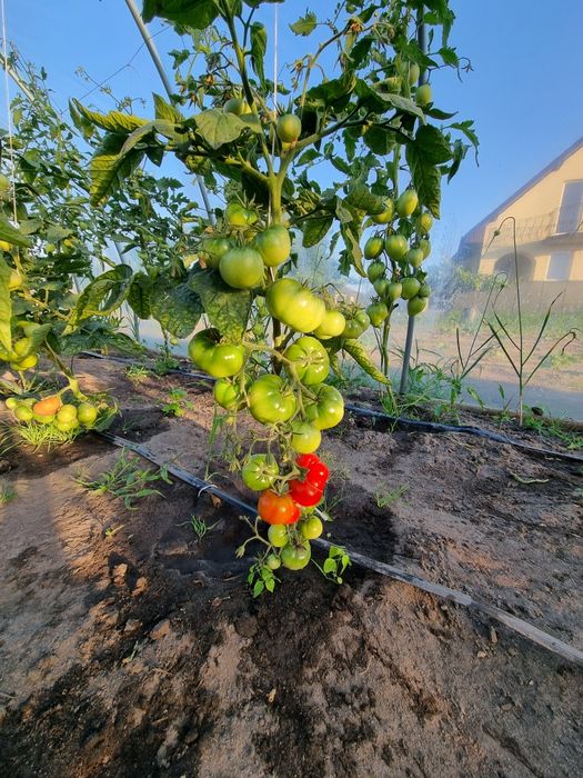 Pomidory ogórek papryka warzywa 100% naturalne