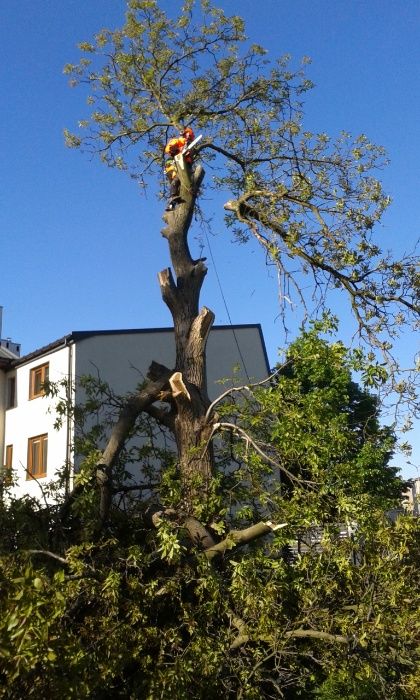 Cięcie przycinanie wycinka drzew Pabianice Łódź Aleksandrów Ksawerów