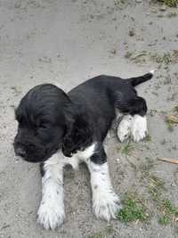 Cocker spaniel angielski