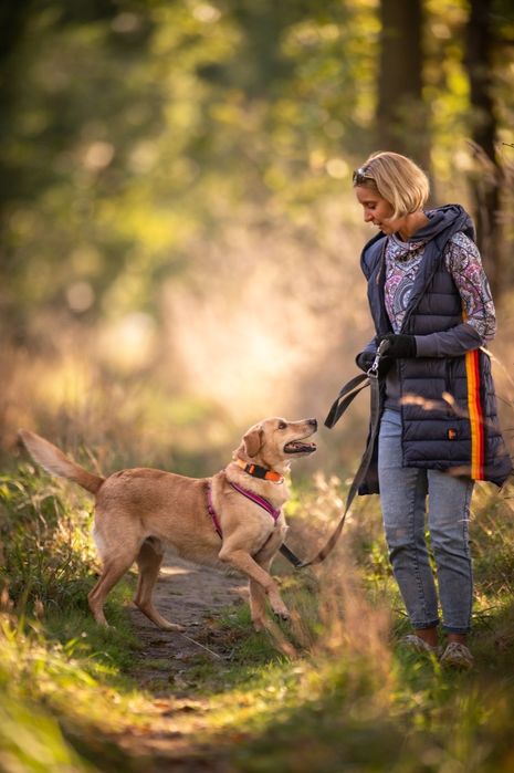 Biało beżowy pies w typie labradora szuka domu