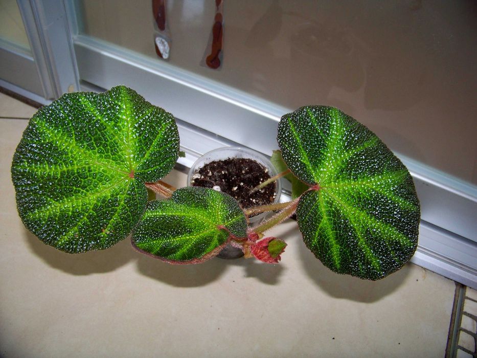 Бегонія Solimutata