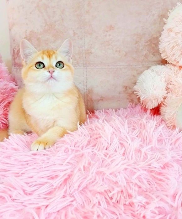 Шотландська красунечка дівчинка шиншилка