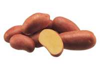 Ziemniaki, kartofle, bulwy czerwone sałatkowe. Oraz wielkości sadzonek