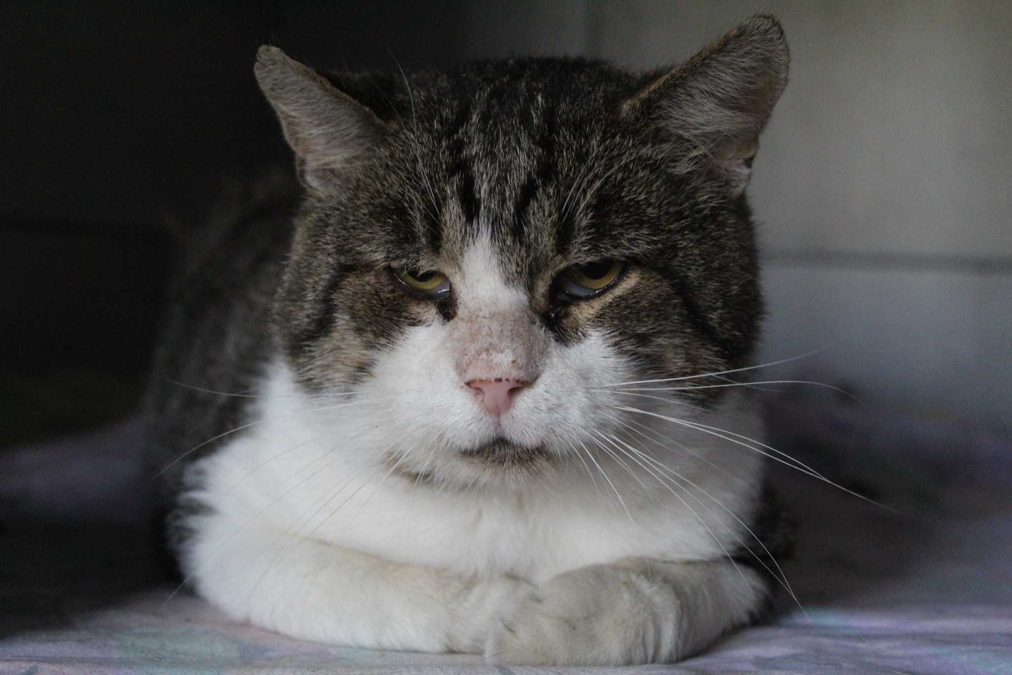 Borys 6 kilo miłości- kot  z Fundacji Kocia Klitka  szuka  domu