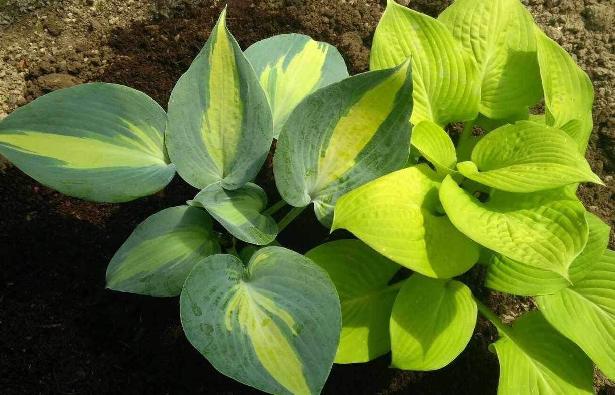 funkia hosta odmiany, rośliny cieniolubne