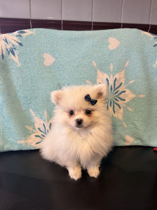 Lulu da pomêrania / Spitz Alemão fofinha !