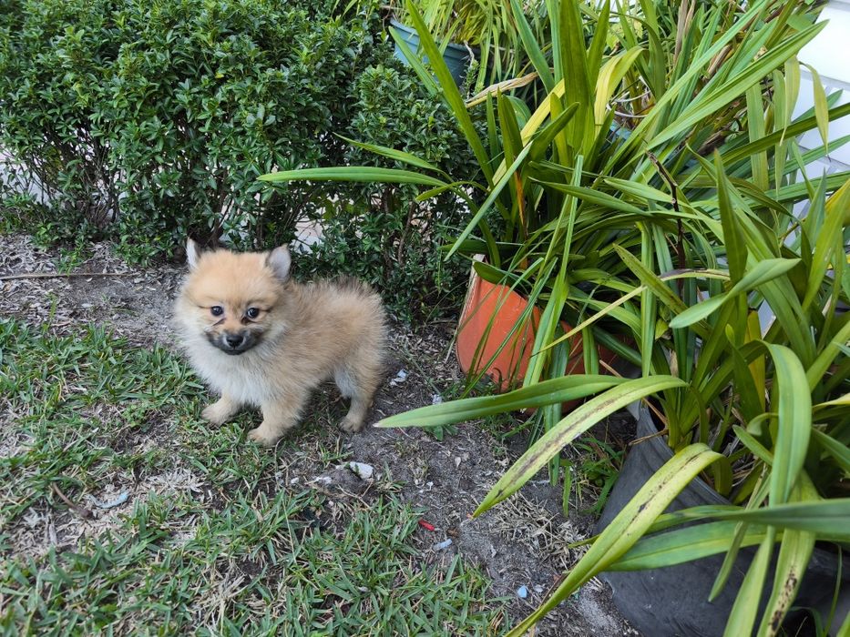 Spitz alemão anão fêmea Lulu da Pomerânia criado em ambiente familiar