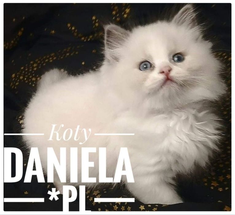 Ragdoll piękny kot do Felinoterapii FPL FIFE