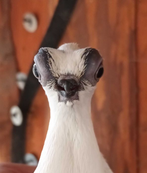 Gołebie ozdobne szek polski staluchy masciuchy