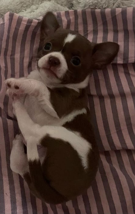 Самые Красивые Щенки Чихуахуа