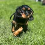 Cavalier King Charles Spaniel