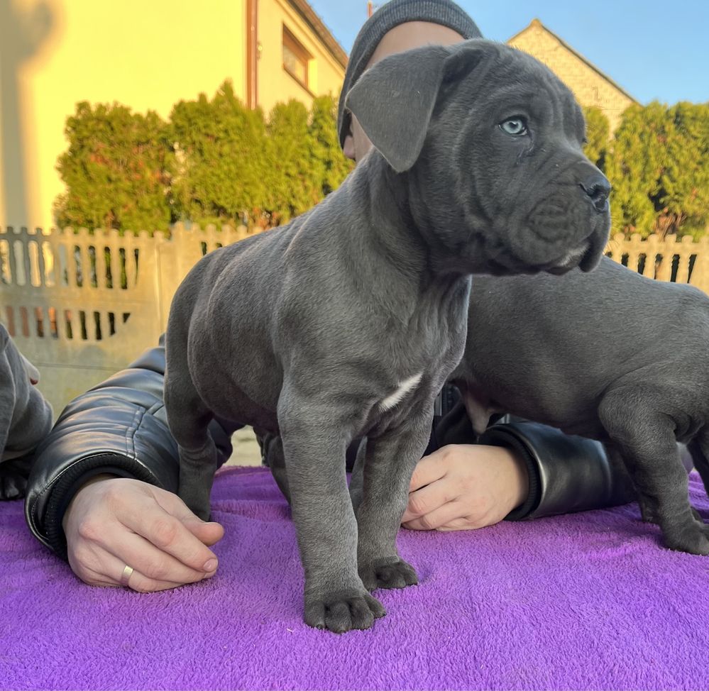 Cane Corso mocny pies