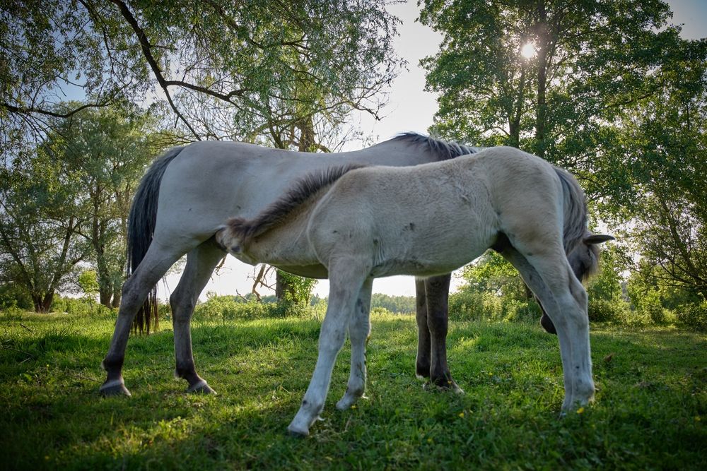 Konik Polski odsaki