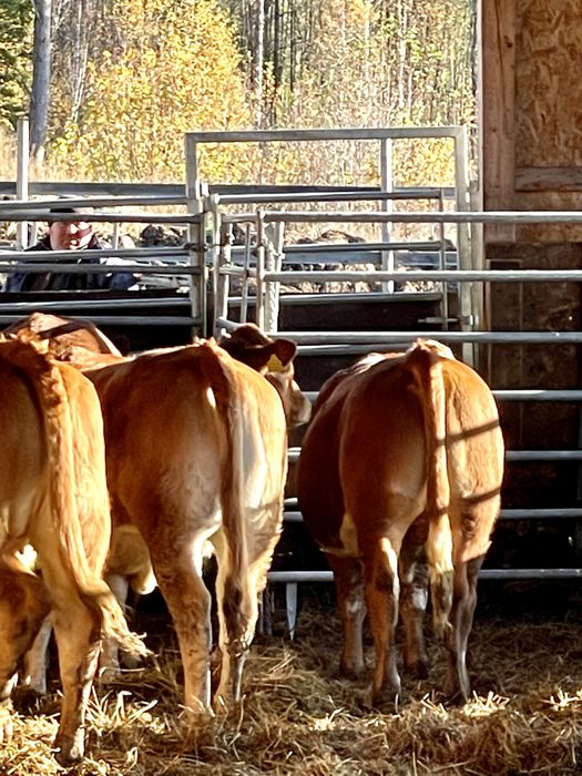 Byczki odsadki scharolez limuze blonde