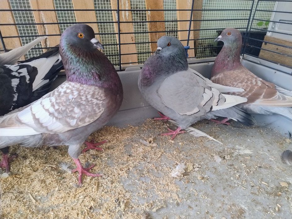 Sprzedam  gołębie rysie