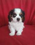 Sprzedam suczkę Cavalier king charles spaniel