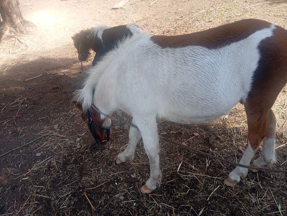 Vendo pônei macho