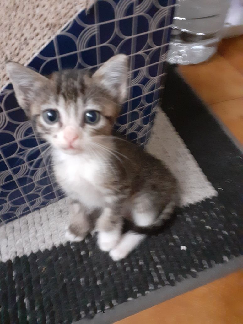 Gatinhos para dar