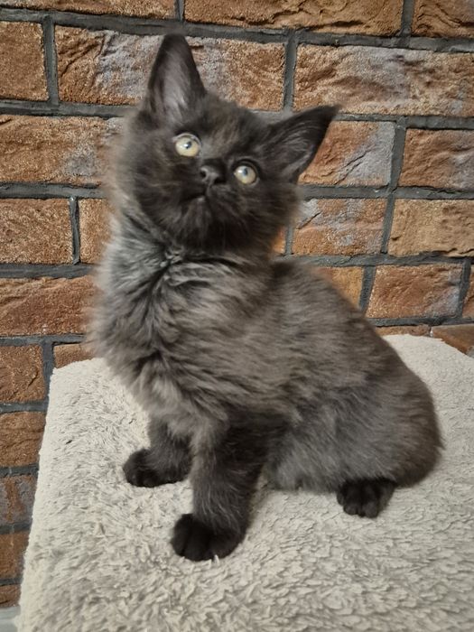 Maine coon Maine Coon kocurek