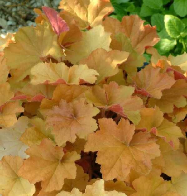 ŻURAWKA Caramel Heuchera - sadzonki w doniczkach