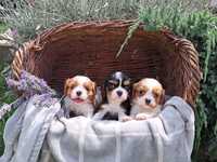 Cavalier King Charles Spaniel