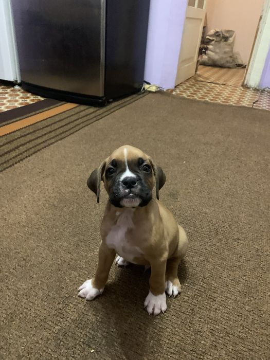 Щенок Немецкий Боксер