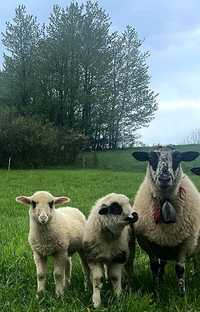 Barany owce mięsne czarnogłówki (mieszanka czarnogłówki)