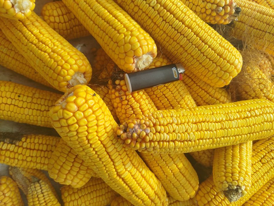 Кукурудза в качанах