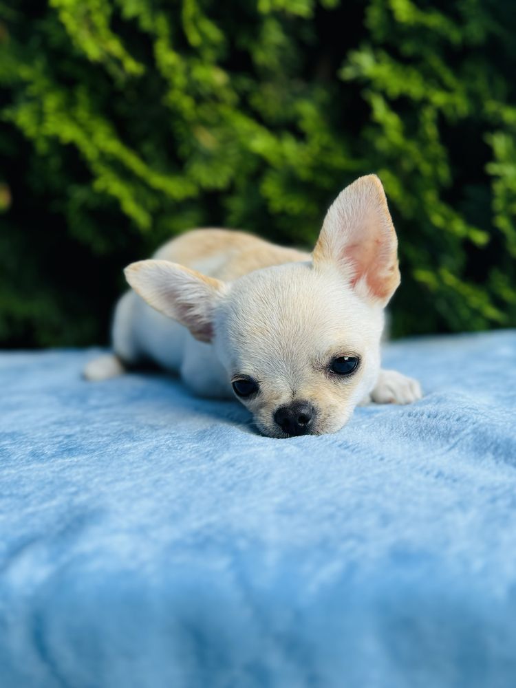 Sliczny piesek FCI chihuahua krotkowlosa