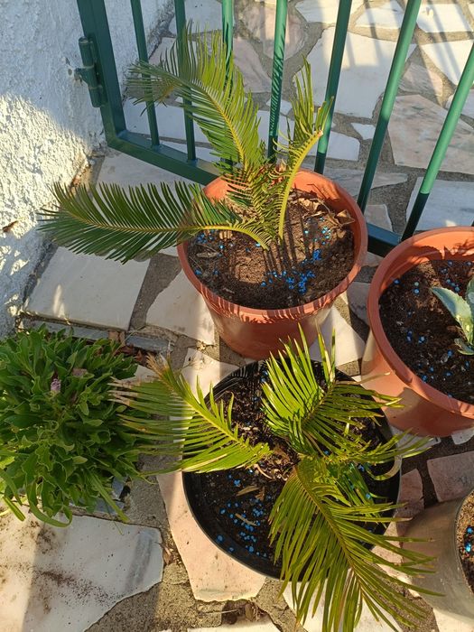 Mudas de cyca revoluta