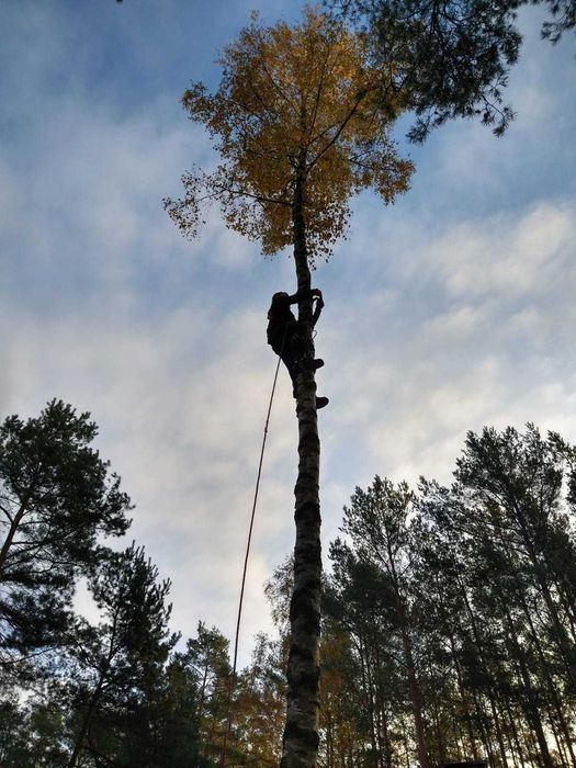 Wycinka i pielęgnacja drzew (trudnych) met. alpinistyczną z uporządkow