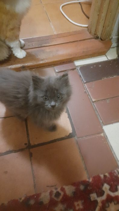 Кошенята рвуться до вас