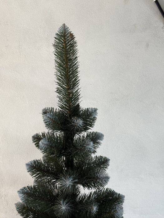 Ялинка карпатська