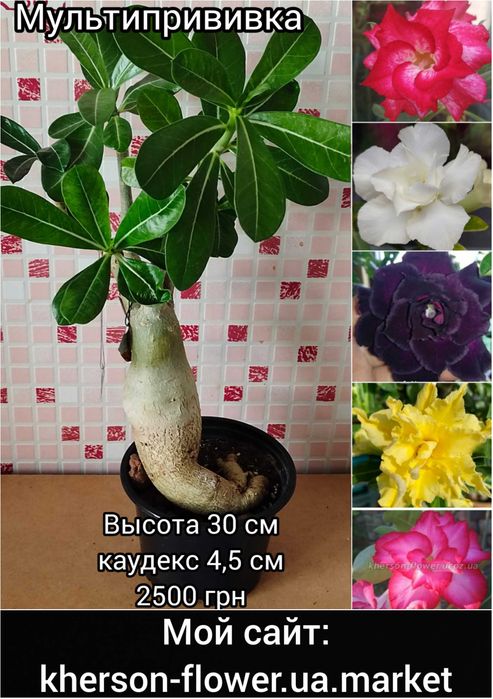 Адениум Black Temptation