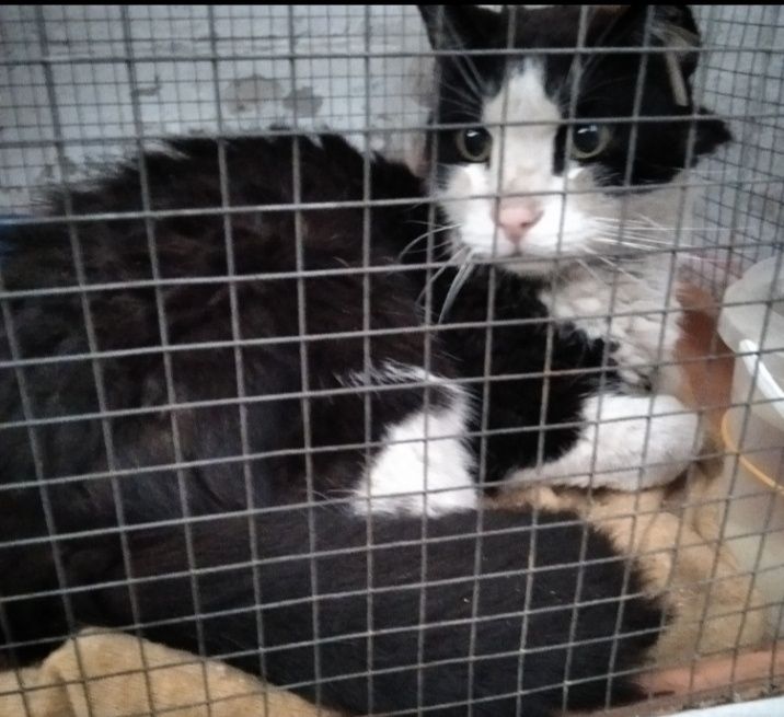 Знайшли кота на ж/м Перемога.