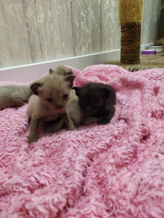 Бурма, бурманские котята