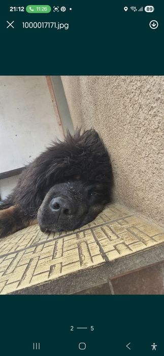 Oddam za darmo Mastifa Tybetańskiego