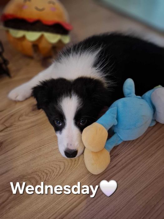 szczeniaki border colli FCI