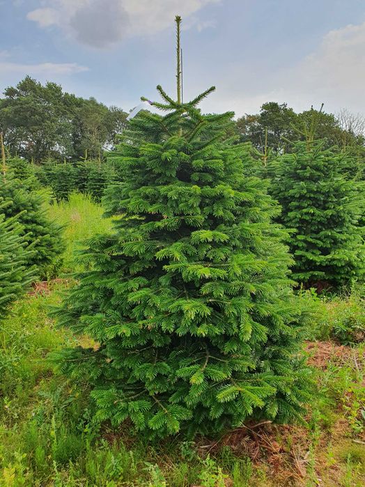 Jodła Kaukaska z plantacji cięta lub w donicy - tuchoinki.pl PLANTACJE