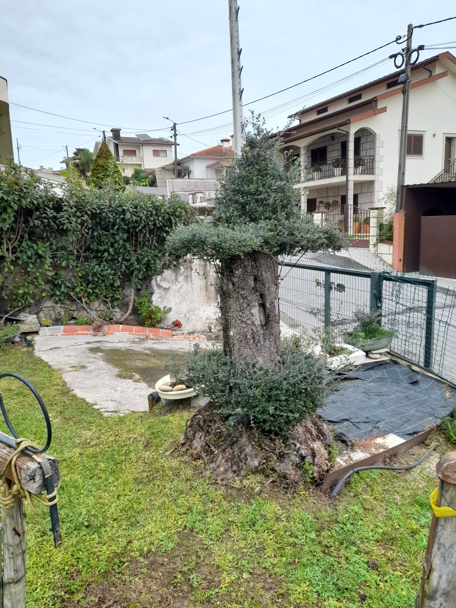 Todo o tipo de fruteiras plantas e arvores de jardim