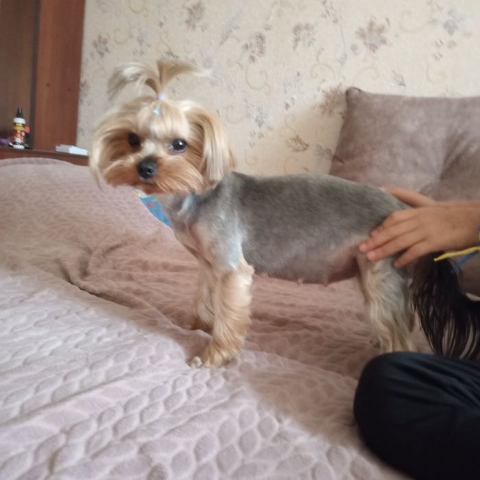 Щенки йоркширського тер'єра, Запоріжжя!