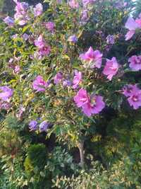 Duży Hibiskus Syriacus doniczki