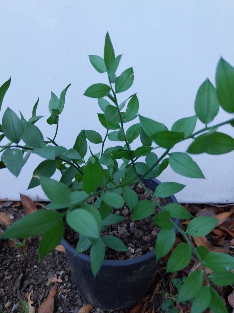 Planta de gilbardeira