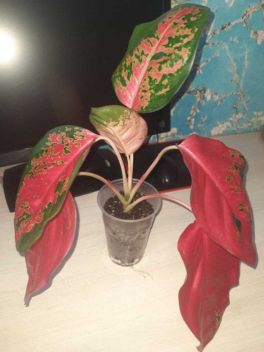 Аглаонема Red Star.