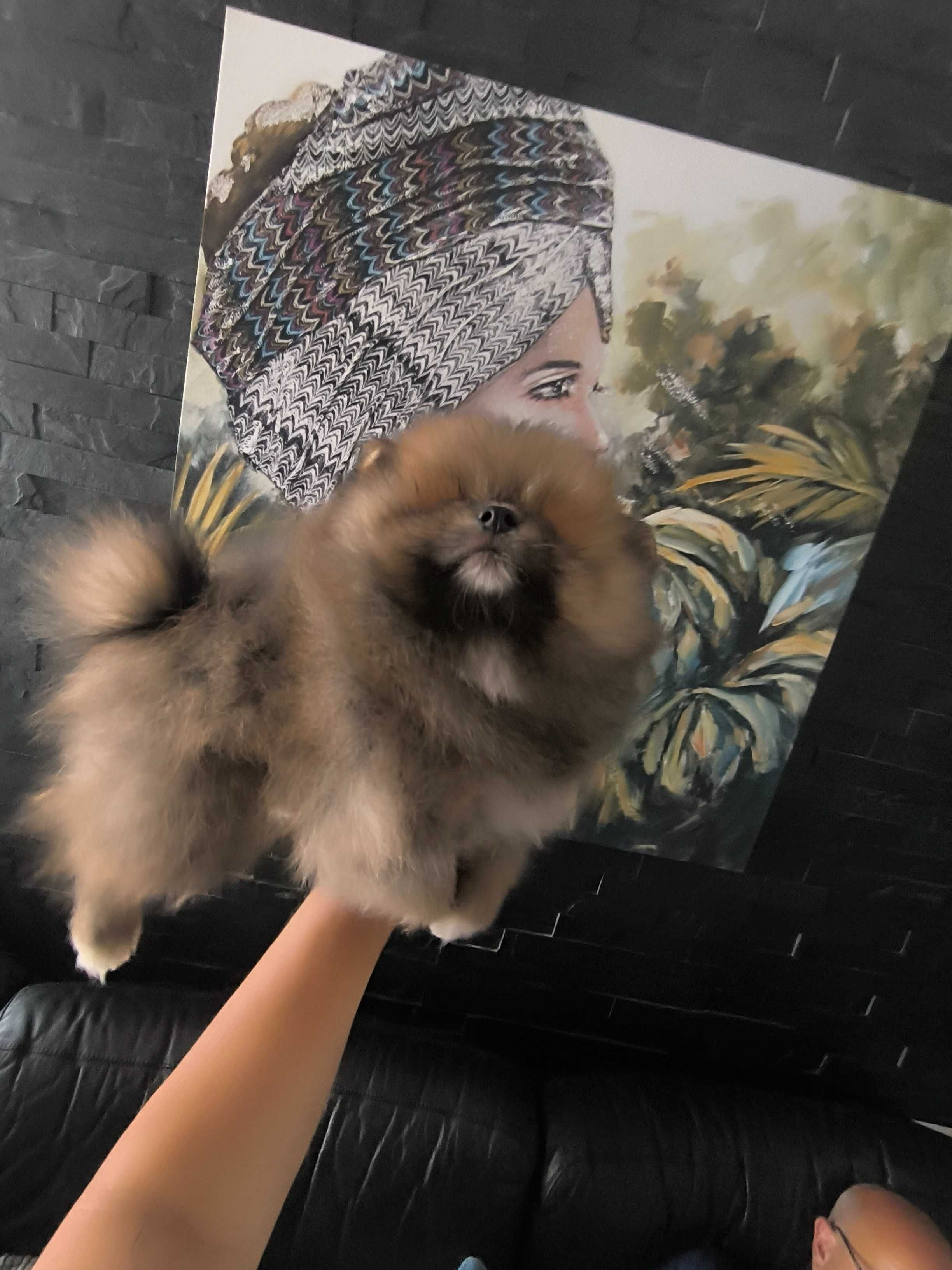 Spitz anão.Lulu da Pomerânia. Ursinho Mini .Cheio de pêlo. Laranja
