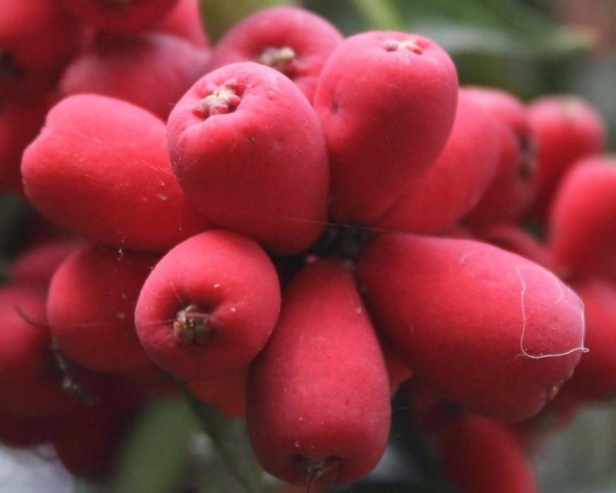 Eugénia Newport e normal de folha larga e fina