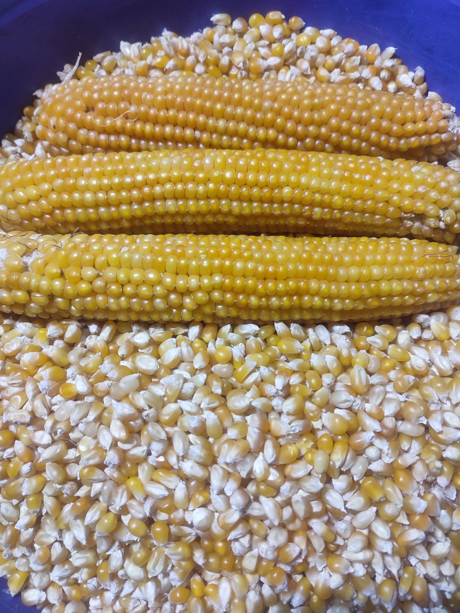 Зерно попкорну Кукурудза попкорн. Попкорн в домашніх умовах popcorn.